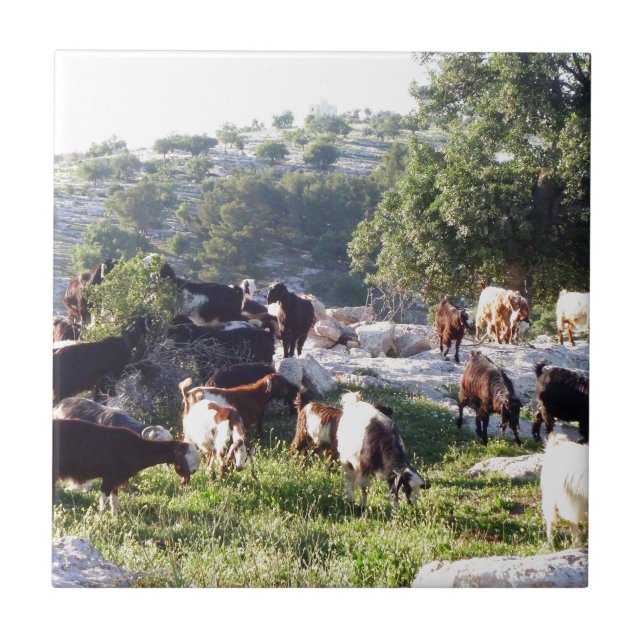 Azulejo De Cerâmica Cabras (Frente)