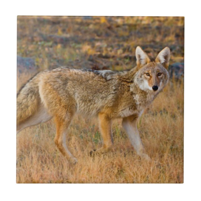 Azulejo De Cerâmica Caça ao Coyote (Canis Latrans) (Frente)