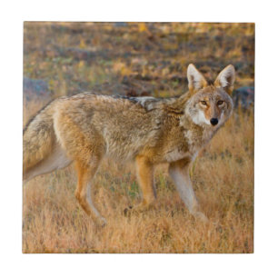 Azulejo De Cerâmica Caça de coiote (Canis Latrans)