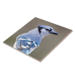 Azulejo De Cerâmica Caçador de Jay Azul-Cinto no Treestump