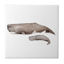 Azulejo De Cerâmica Cachalote, madre y cría