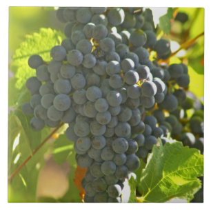 Azulejo De Cerâmica cacho de uva Cabernet Sauvignon no Chateau