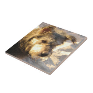 Azulejo De Cerâmica Cachorro da Praia Tailandesa