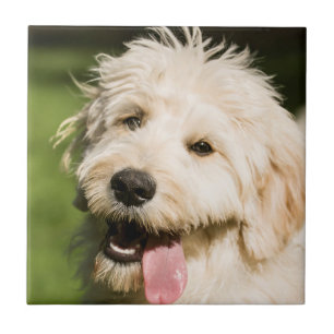 Azulejo De Cerâmica Cachorro de Dourado