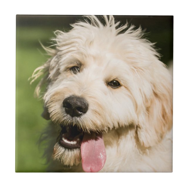 Azulejo De Cerâmica Cachorro de Dourado (Frente)