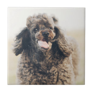 Azulejo De Cerâmica Cachorro De Poodle Bonito Rosto Sorria Sorriso
