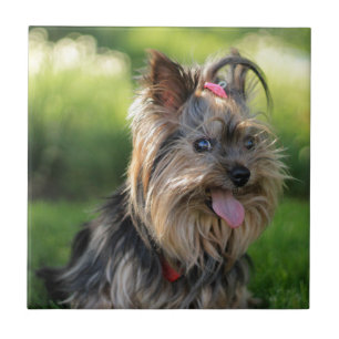Azulejo De Cerâmica Cachorro de Terrier Yorkshire