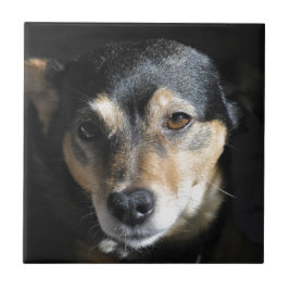 Azulejo De Cerâmica Cachorro Doce Posicionando para a Câmera