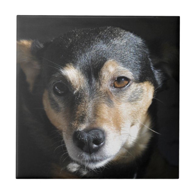 Azulejo De Cerâmica Cachorro Doce Posicionando para a Câmera (Frente)