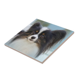Azulejo De Cerâmica Cachorro Espanhol de Papillon Bonito na Boca