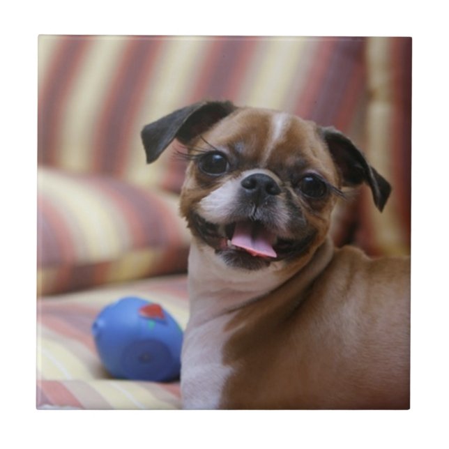 Azulejo De Cerâmica Cachorro Feliz com Brinquedo (Frente)