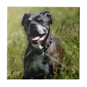 Azulejo De Cerâmica Cachorro fofo na grama