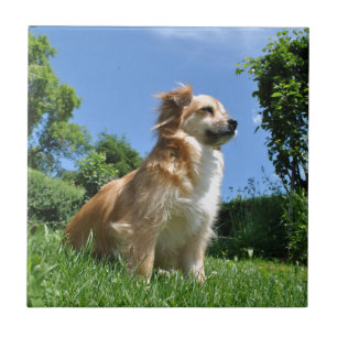 Azulejo De Cerâmica Cachorro fofo na grama