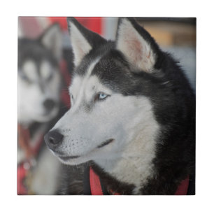 Azulejo De Cerâmica Cachorro Husky antes de uma corrida, Canadá