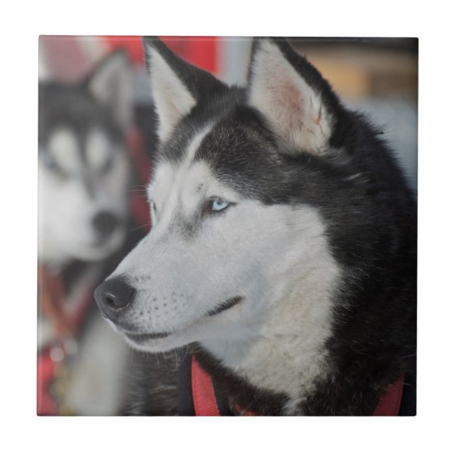 Azulejo De Cerâmica Cachorro Husky antes de uma corrida, Canadá (Frente)