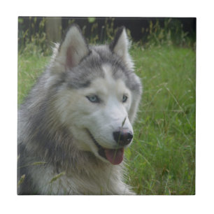 Azulejo De Cerâmica Cachorro Irlandês Belo
