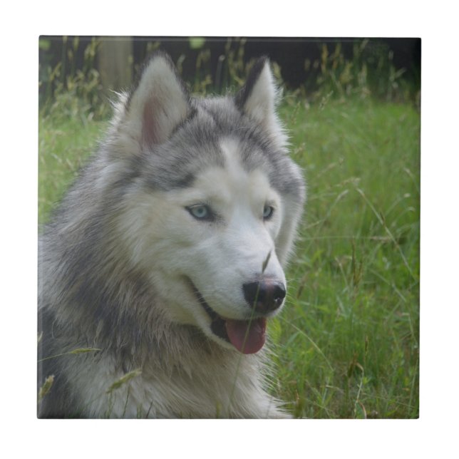 Azulejo De Cerâmica Cachorro Irlandês Belo (Frente)