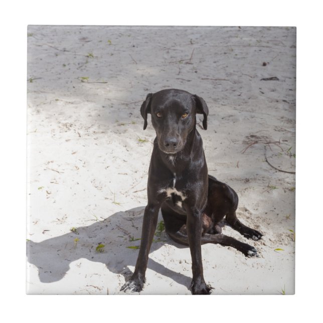 Azulejo De Cerâmica Cachorro negro com mau (Frente)