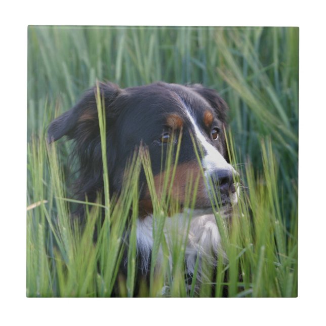 Azulejo De Cerâmica Cachorro Ovino na Grama (Frente)