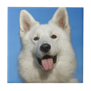 Azulejo De Cerâmica Cachorro-pastor suíço