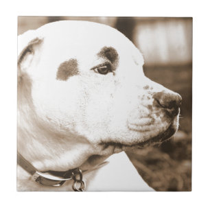 Azulejo De Cerâmica cachorro pitbull cor sépia ódio ato não raça