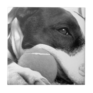 Azulejo De Cerâmica cachorro pitbull fofo e triste, preto e branco com