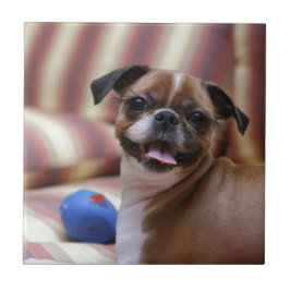 Azulejo De Cerâmica Cachorro Super Fofo com sua bola favorita