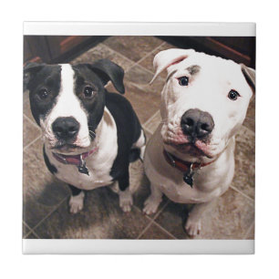Azulejo De Cerâmica cachorros pitbull adoráveis