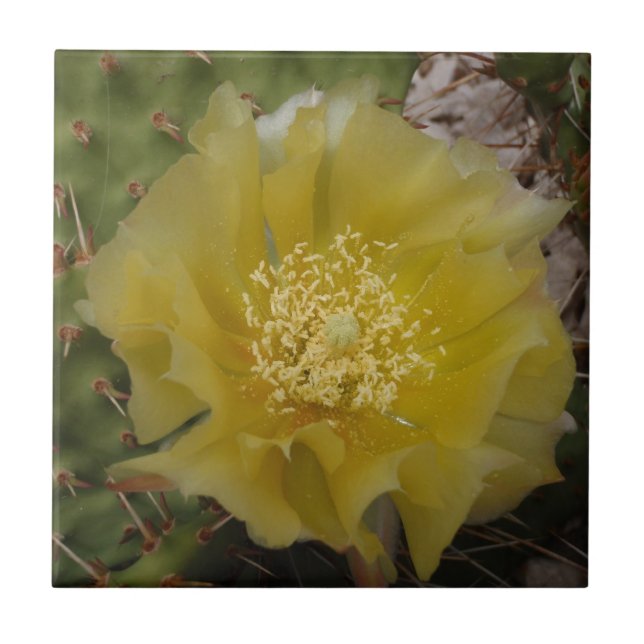 Azulejo De Cerâmica Cacto Amarelo em Flor (Frente)