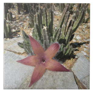 Azulejo De Cerâmica Cacto gigante da estrela do mar