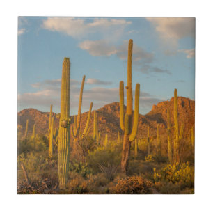 Azulejo De Cerâmica Cacto saguaro ao pôr do sol, Arizona
