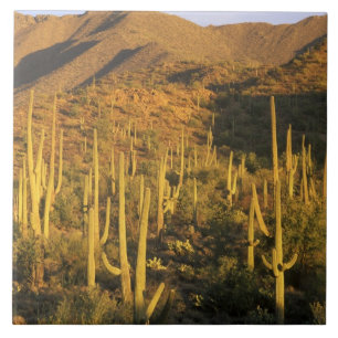 Azulejo De Cerâmica Cacto Saguaro no Parque Nacional Saguaro perto