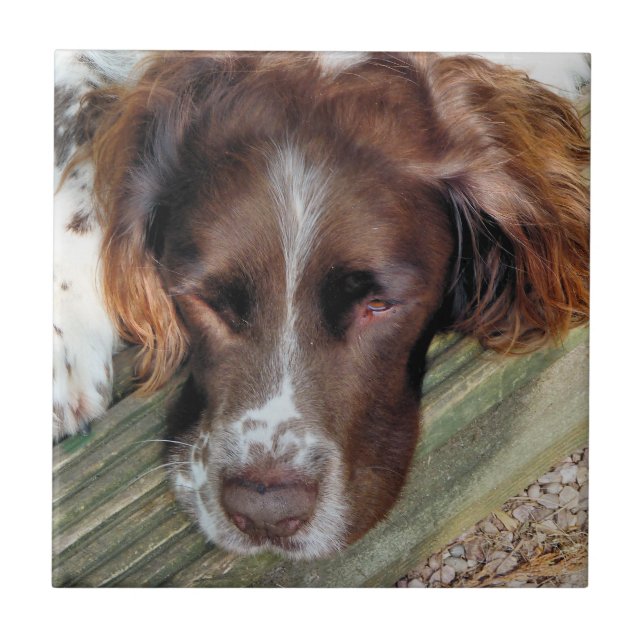 AZULEJO DE CERÂMICA  CÃES (Frente)