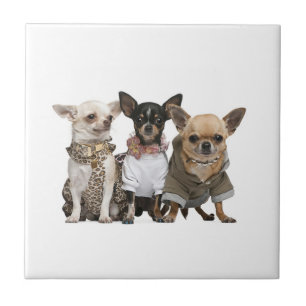 Azulejo De Cerâmica Cães Chihuahua