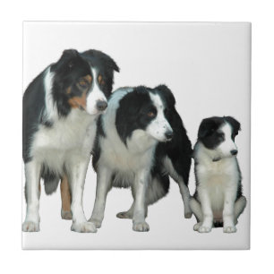 Azulejo De Cerâmica Cães Collie de Borda