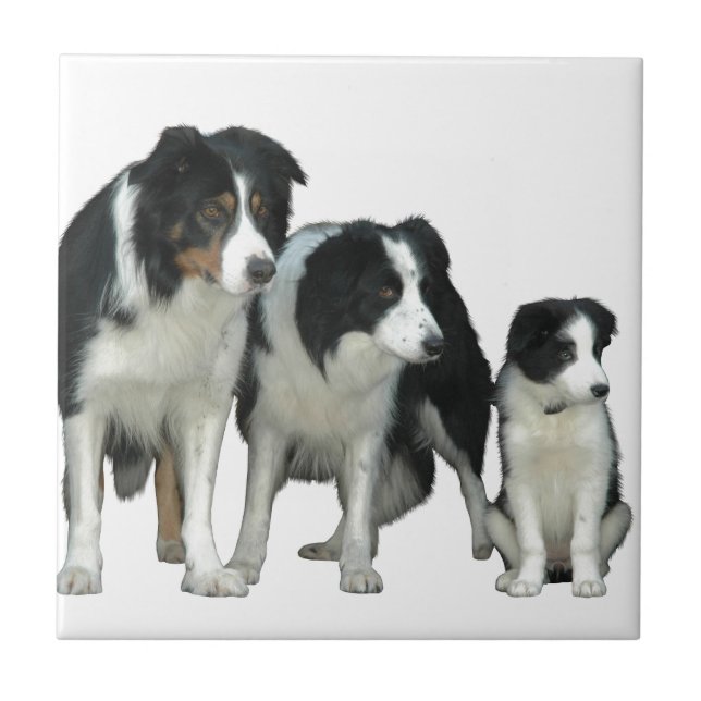 Azulejo De Cerâmica Cães Collie de Borda (Frente)
