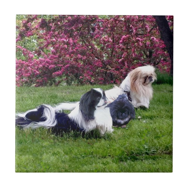 Azulejo De Cerâmica Cães pequinês de várias cores (Frente)