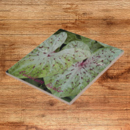 Azulejo De Cerâmica Caladium Bicolor Deixa Floral