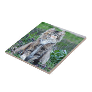 Azulejo De Cerâmica Calico Cat