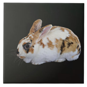 Azulejo De Cerâmica Calico Rabbit