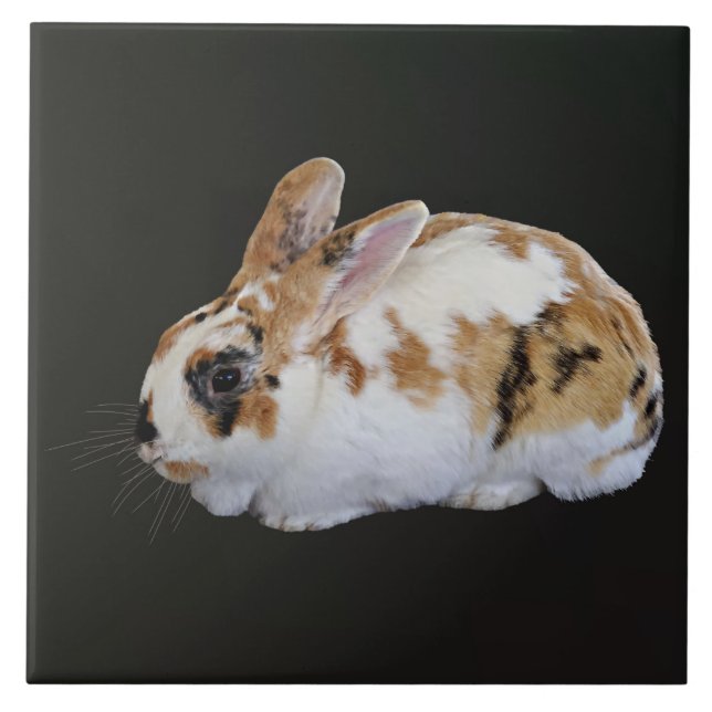 Azulejo De Cerâmica Calico Rabbit (Frente)