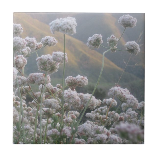 Azulejo De Cerâmica California Bucktrigo (Frente)