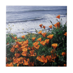 Azulejo De Cerâmica Califórnia, Grande Costa de Sur, California Poppy