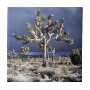 Azulejo De Cerâmica Califórnia, Parque Nacional Joshua Tree