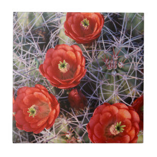 Azulejo De Cerâmica Califórnia, Parque Nacional Joshua Tree, Claret