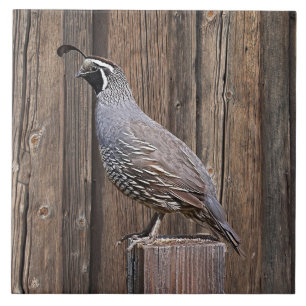 AZULEJO DE CERÂMICA CALIFÓRNIA QUAIL A BORDO