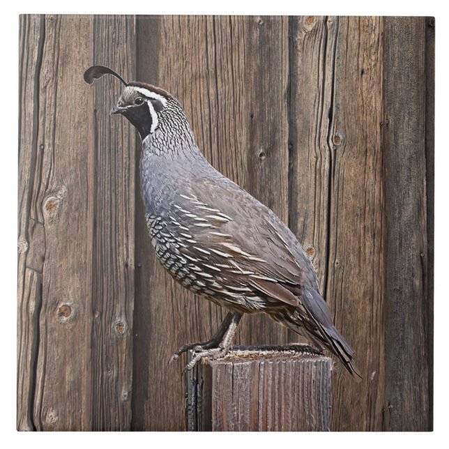 AZULEJO DE CERÂMICA  CALIFÓRNIA QUAIL A BORDO (Frente)