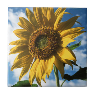 Azulejo De Cerâmica Califórnia, Um Girassol Gigante (Helianthus) 2