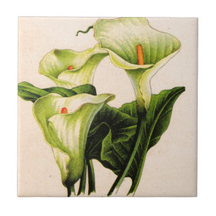 Azulejo De Cerâmica calla lily calla lily