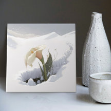 Calla Lily na Montanha Quebrando Neve
